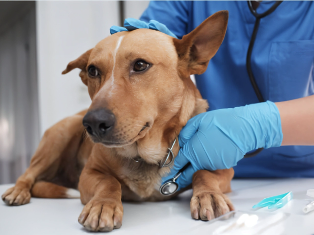 Antibiotic Therapy in Canine Infectious Tracheobronchitis: Clinical Response and Treatment Considerations