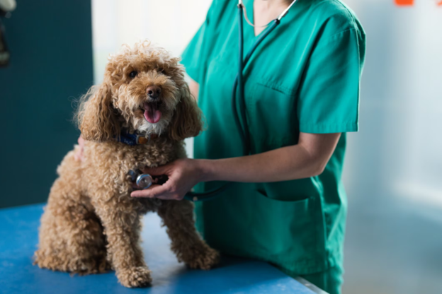 Canine Bacterial Pneumonia: Practical Veterinary Insights