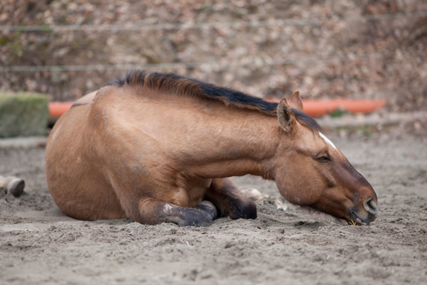 Acute Equine Diarrhoea: Why Are We Still Missing the Diagnosis?