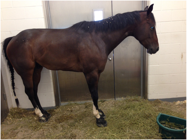 Key Enteropathogens in Equine Diarrhoea: Clinical Implications for Practitioners