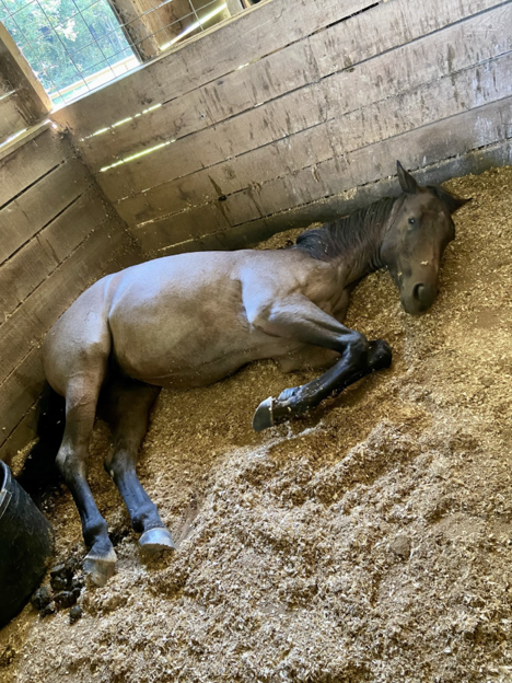 Chronic Diarrhoea in Adult Horses: Building a Practical Diagnostic Roadmap