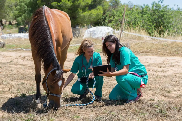 Acute Equine Diarrhoea: What Does Current Clinical Practice Tell Us?