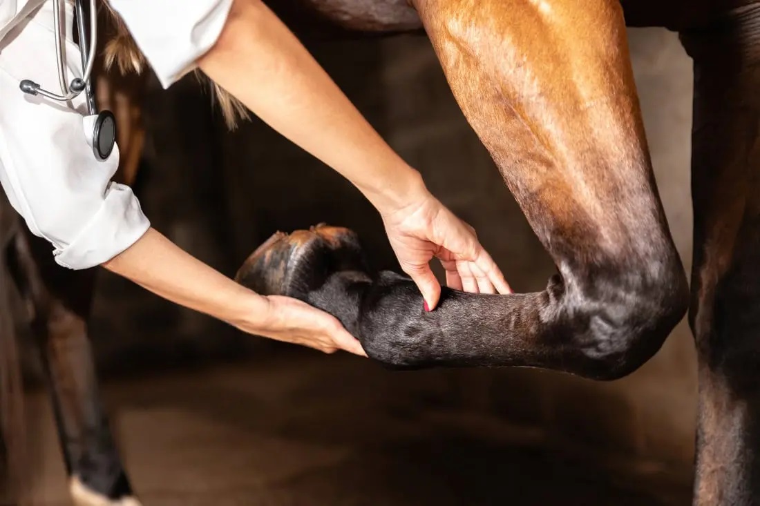 Decoding Equine Osteoarthritis: What Synovial Fluid Metabolites Tell Us About Joint Disease