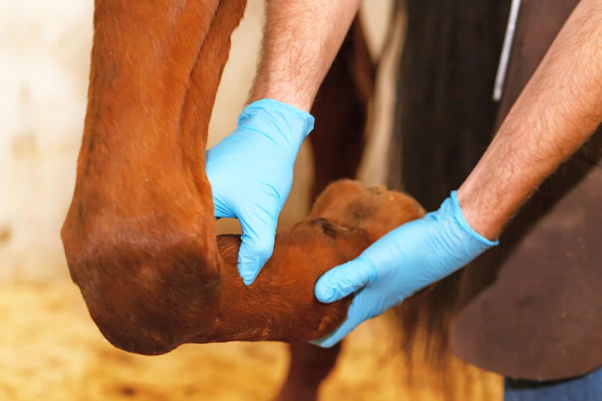Metabolomics in Equine Osteoarthritis: A New Frontier for Early Diagnosis