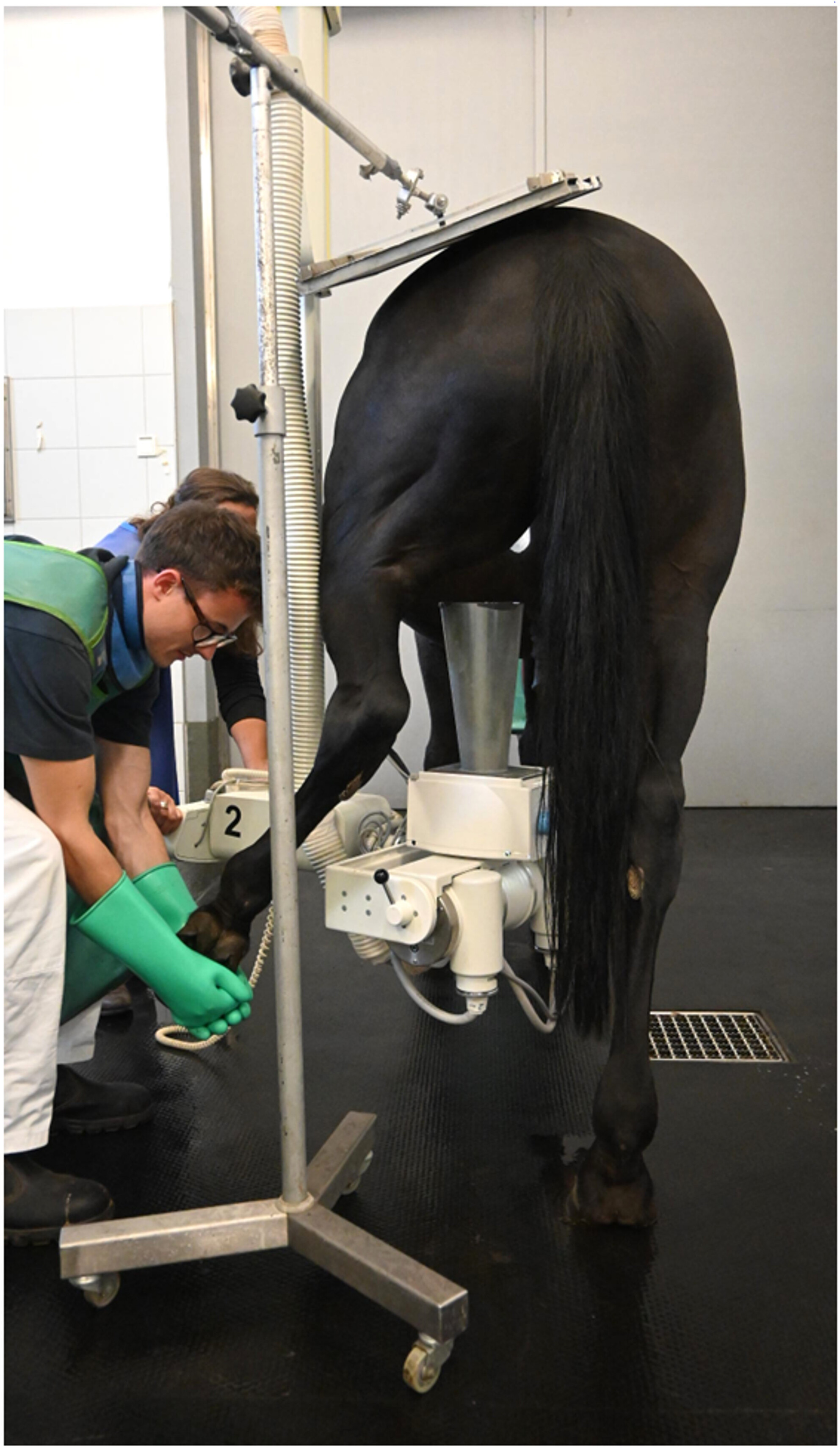 5 Intra-Articular Therapies Every Equine Vet Should Know for Osteoarthritis Management