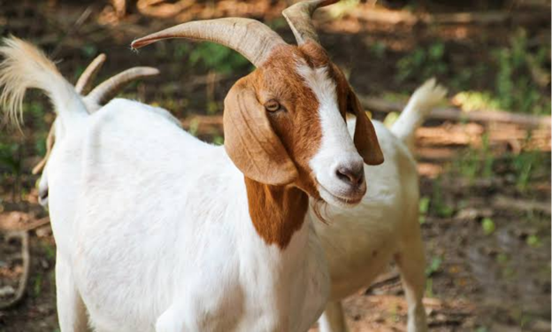 Early Recognition of Pregnancy Toxemia in Goats: Clinical Signs Every Veterinarian Should Monitor