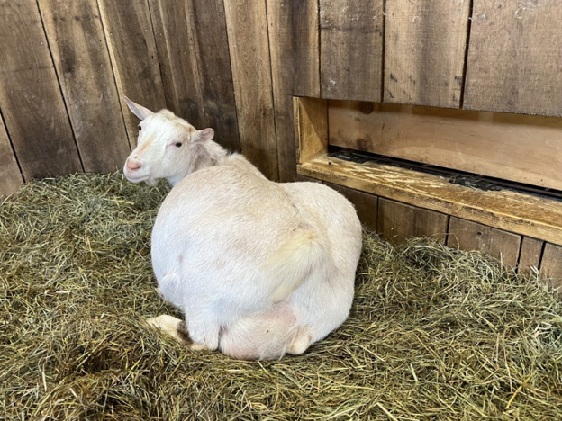 Serum Biochemical Changes in Pregnancy Toxemia of Goats: Practical Biomarkers for Diagnosis and Monitoring