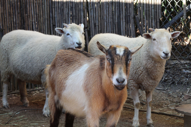 Contagious Ecthyma: Diagnostic Approaches and Management of Affected Animals