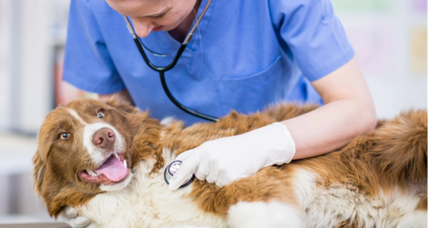 Diagnosing Canine Chronic Bronchitis: A Case Study on the Role of Radiography and Tracheal Lavage
