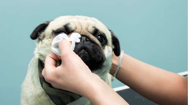 Chronic Nasal Disease in Dogs: A Practical Diagnostic Approach