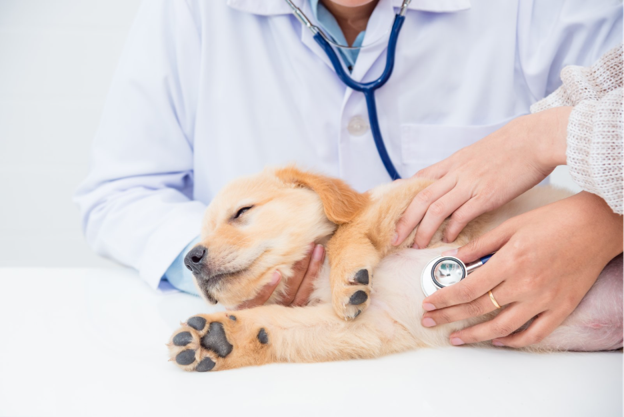 Chronic Cough in Dogs: Tracheal Collapse vs Chronic Bronchitis