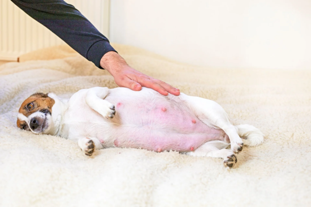 Canine Dystocia: Recognizing Risk Factors and When to Intervene