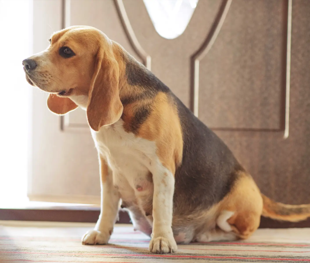 Monitoring High-Risk Canine Pregnancies for Fetal Distress