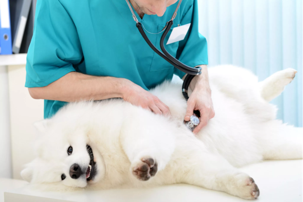 Emergency vs Planned Cesarean Section in Bitches: Why Timing Matters for Puppy Survival