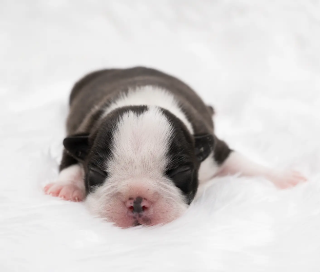 Assessing Puppy Viability at Birth: APGAR and Early Risk Assessment