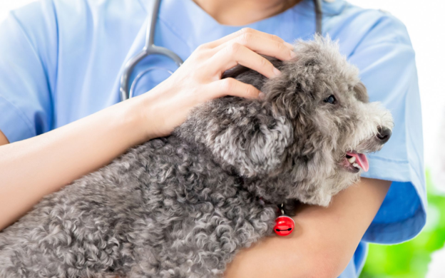Canine Heartworm Adulticide Treatment When Melarsomine is Unavailable