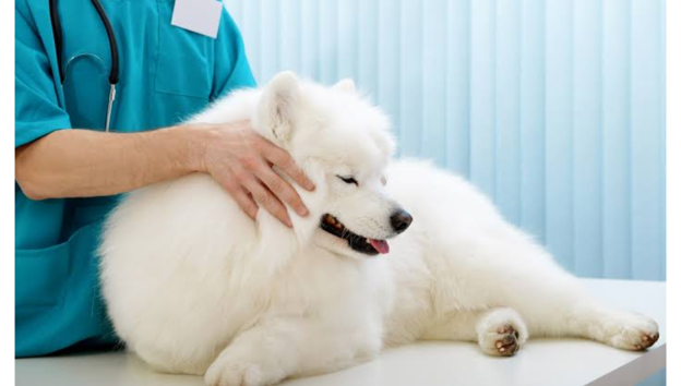 When Anaemia and Respiratory Distress Point to Canine Heartworm Disease: A Case Study