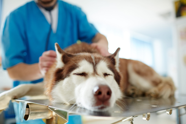 When Cardiorespiratory Signs Mislead: A Practical Approach to Canine Heartworm Diagnosis