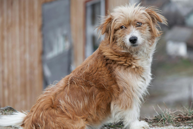 Canine Hepatozoonosis: Recognizing Clinical and Hematological Clues