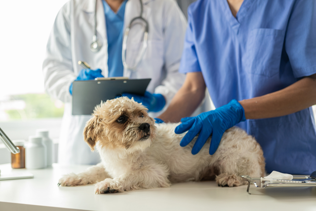 Diagnosing Canine Hepatozoonosis: From Blood Smear to PCR
