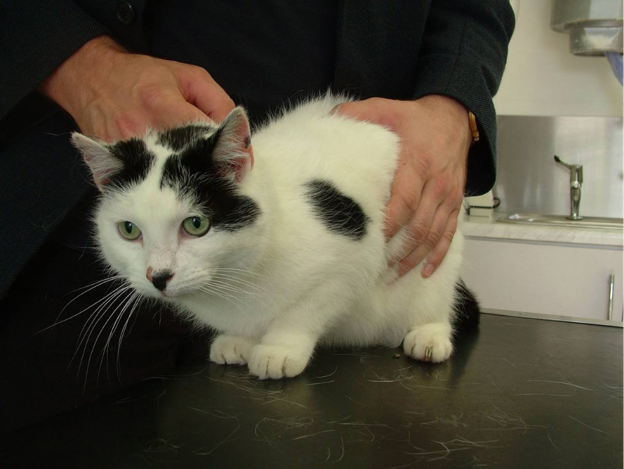 Serological Diagnosis of Feline Toxoplasmosis: ELISA, IFAT and ICT