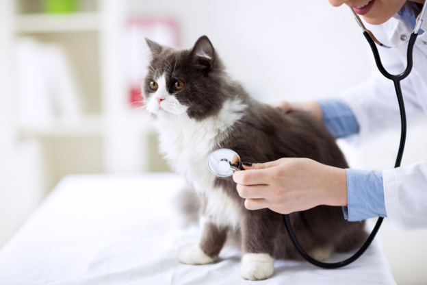 Molecular Diagnosis of Feline Toxoplasmosis: PCR, qPCR and Nested PCR
