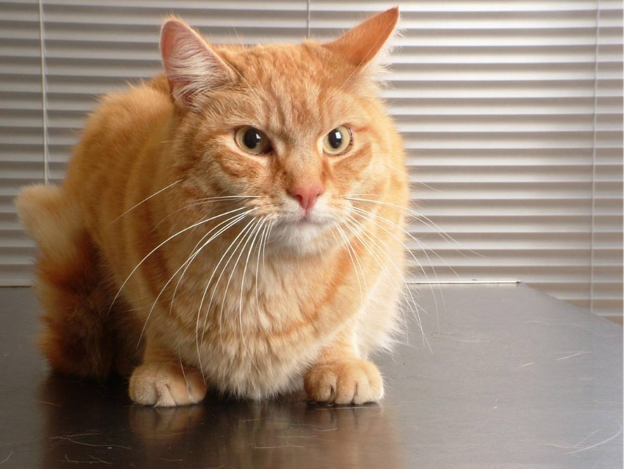 Emerging Molecular Tests for Feline Toxoplasmosis: LAMP and RPA–CRISPR/Cas9