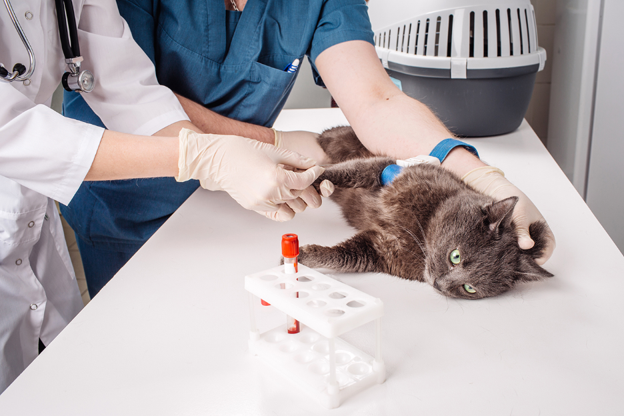Practical Diagnostic Strategy for Feline Toxoplasmosis: Combining Serology and Molecular Testing