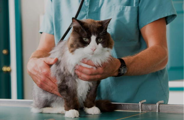 Managing Ovarian Cysts in Bitches and Queens: Choosing the Right Treatment Approach