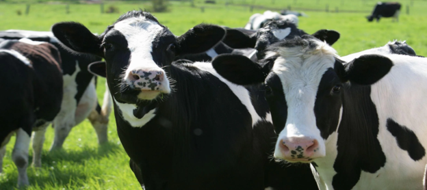 Endometritis in Dairy Cows: Classification, Diagnosis and Reproductive Consequences