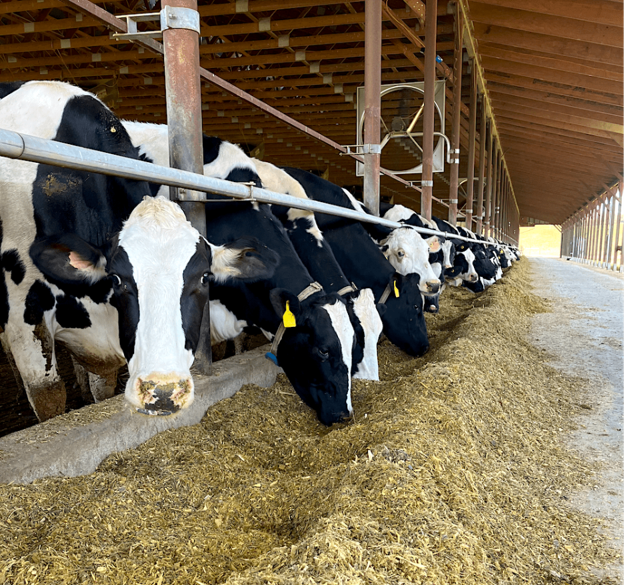 Postpartum Endometritis in Dairy Cows: Pathogenesis, Risk Factors and Prevention