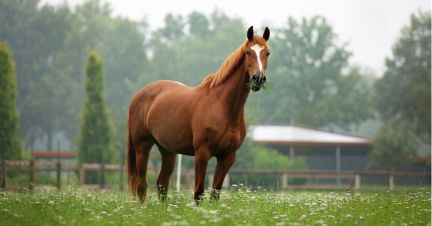 Persistent Breeding-Induced Endometritis in Mares: Pathogenesis, Diagnosis and Management