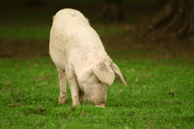 Endometritis in Sows: Risk Factors, Diagnosis and Reproductive Impact