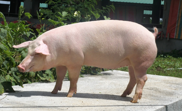 Preventing Endometritis in Sows: Farrowing, Insemination and Herd Management