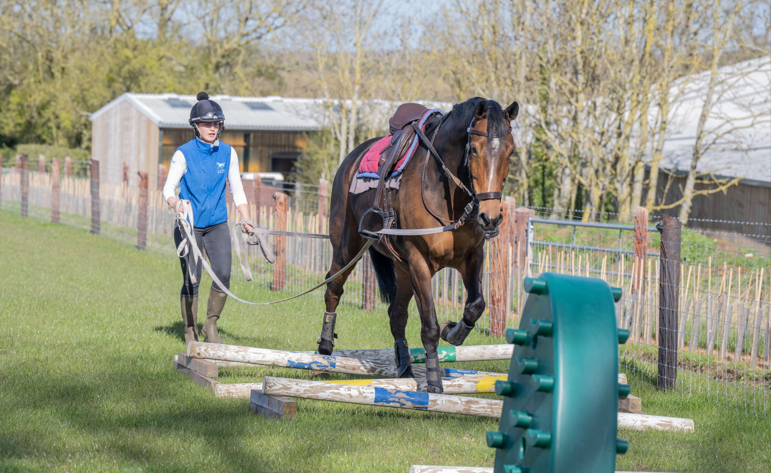Beyond Medication: Rehabilitation Strategies That Can Transform Outcomes in Equine Osteoarthritis