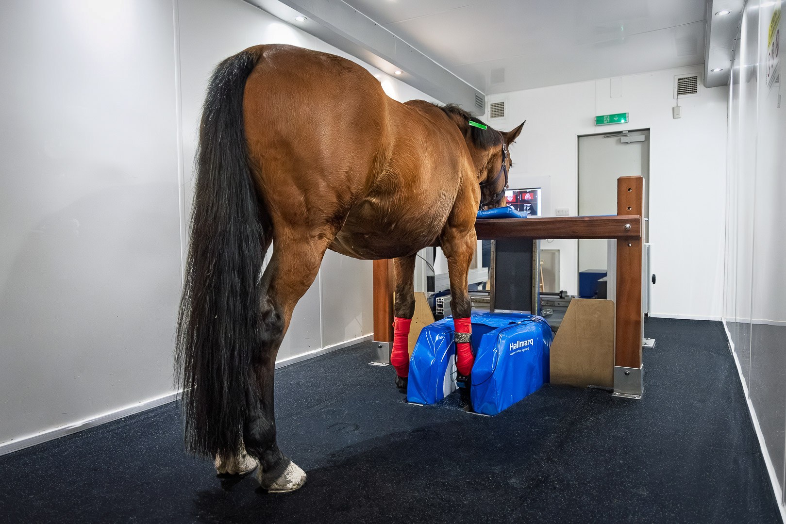 Diagnosis of Suspensory Ligament Pathology in Horses