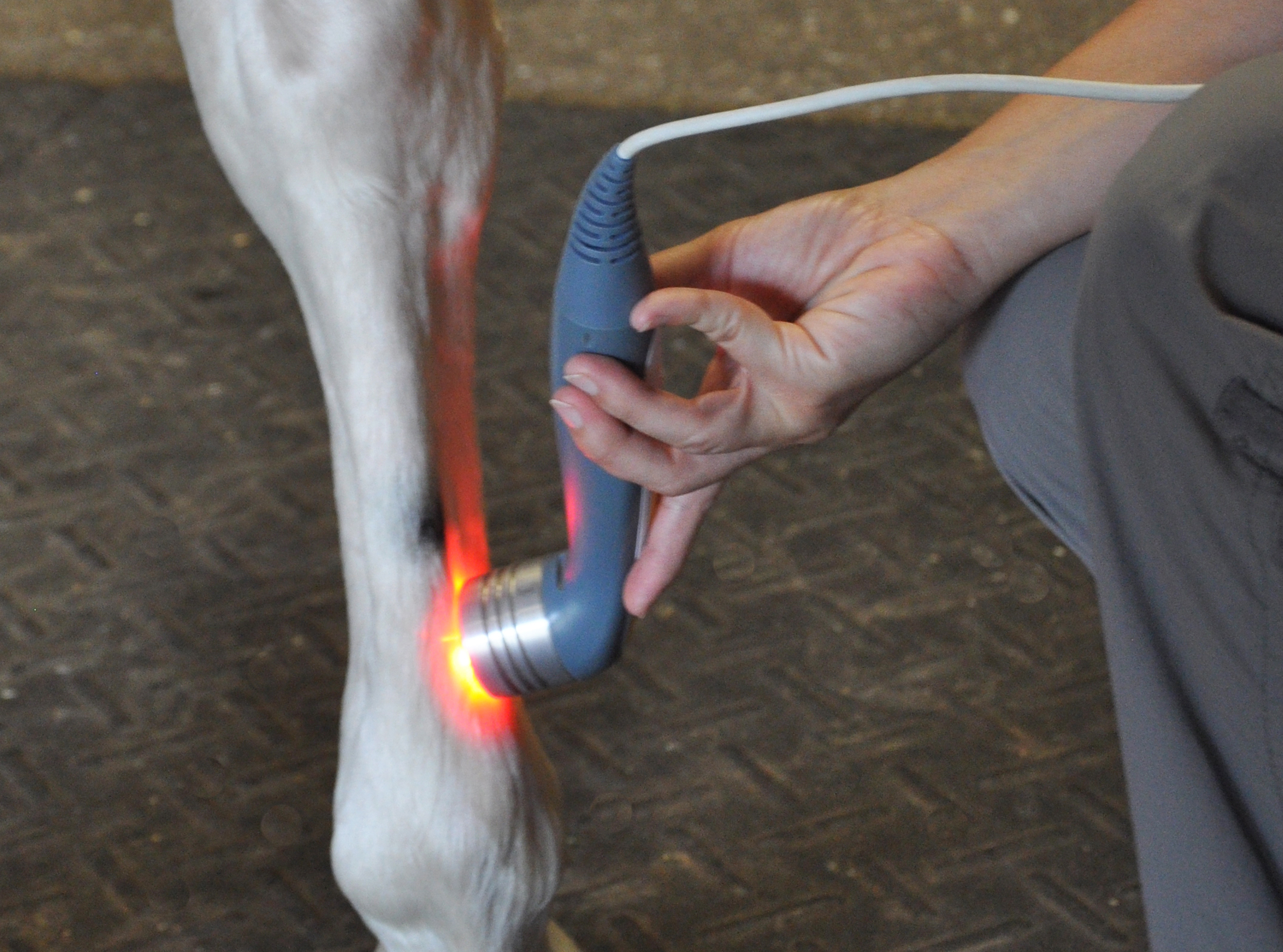 Current Treatment Approaches for Suspensory Ligament Injuries in Horses