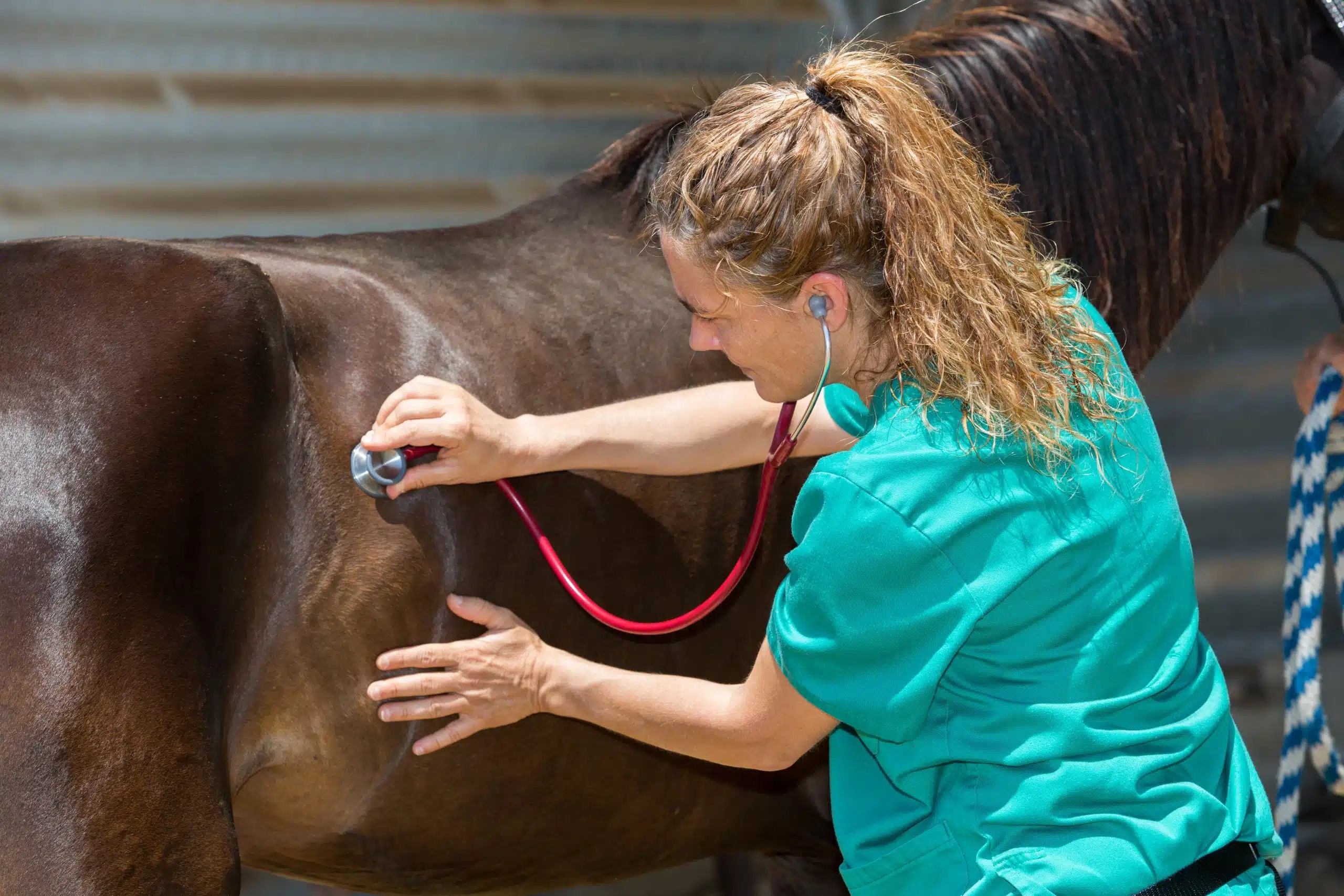 Right Dorsal Displacement in Horses: Understanding the Causes Behind a Common Surgical Colic