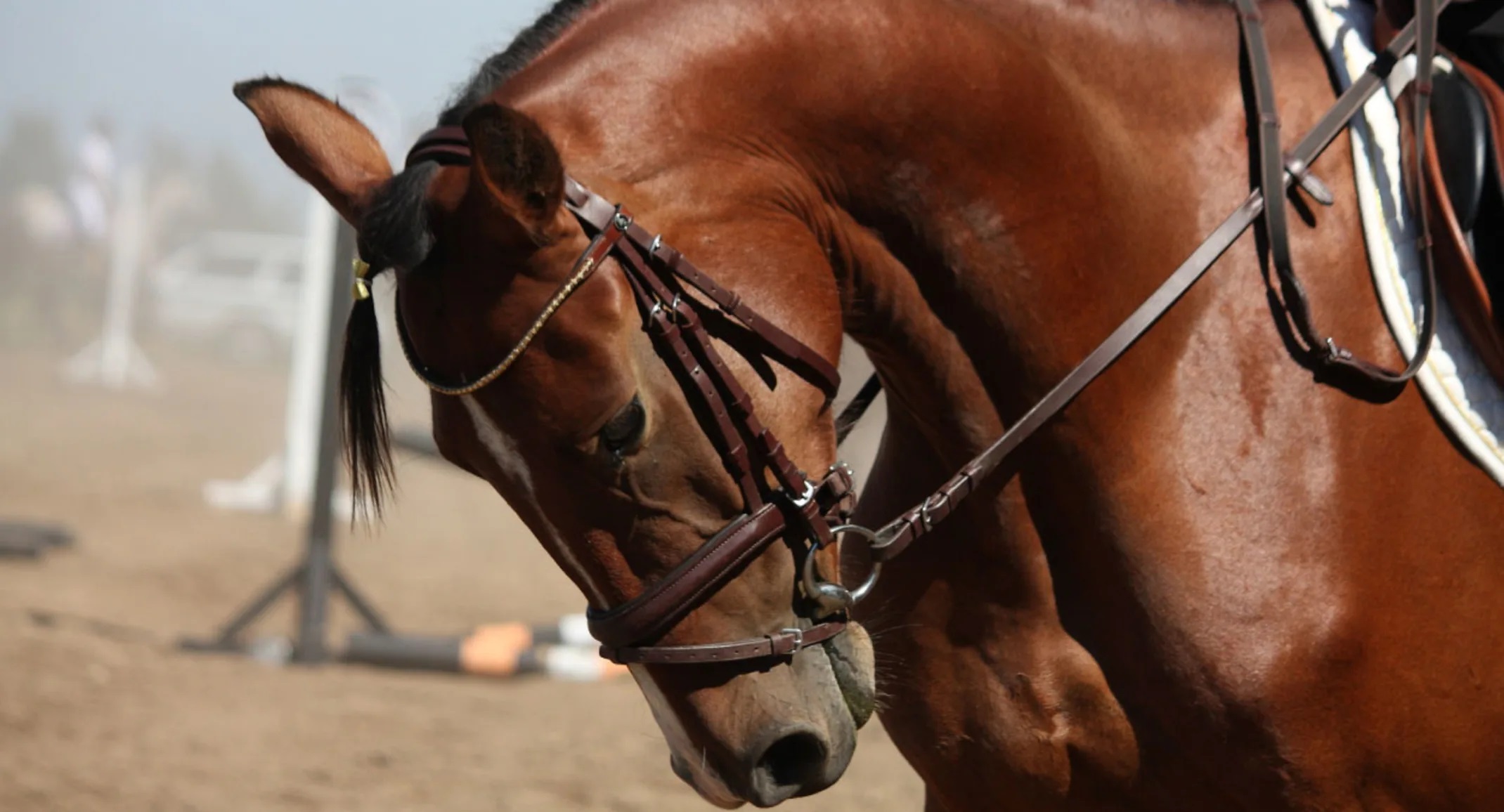 Why Do Horses with Right Dorsal Displacement Experience More Post-Operative Colic?