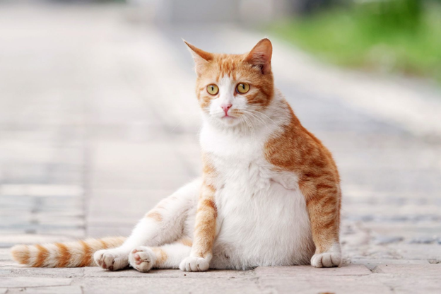 Feline Pregnancy Endocrinology: Hormonal Changes and Placental Function