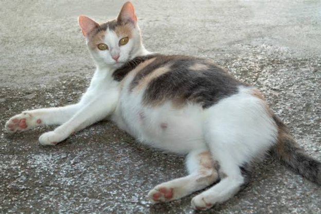 Hormonal Control of Pregnancy Termination in Cats