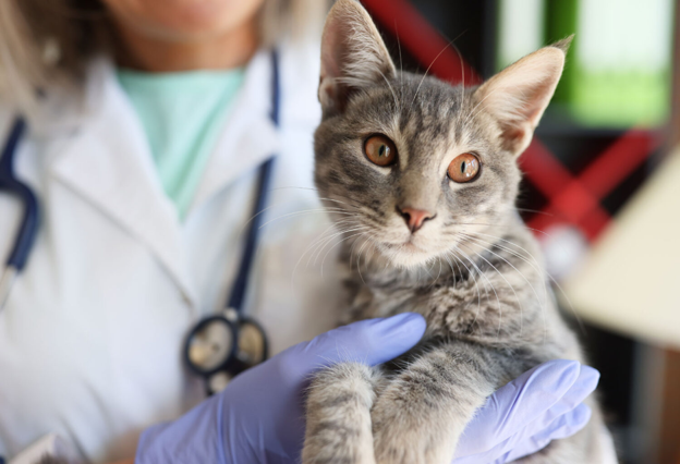 Feline Embryo Implantation and Early Placental Development