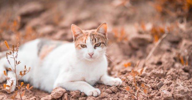Feline Mismating: Pregnancy Diagnosis and Clinical Management