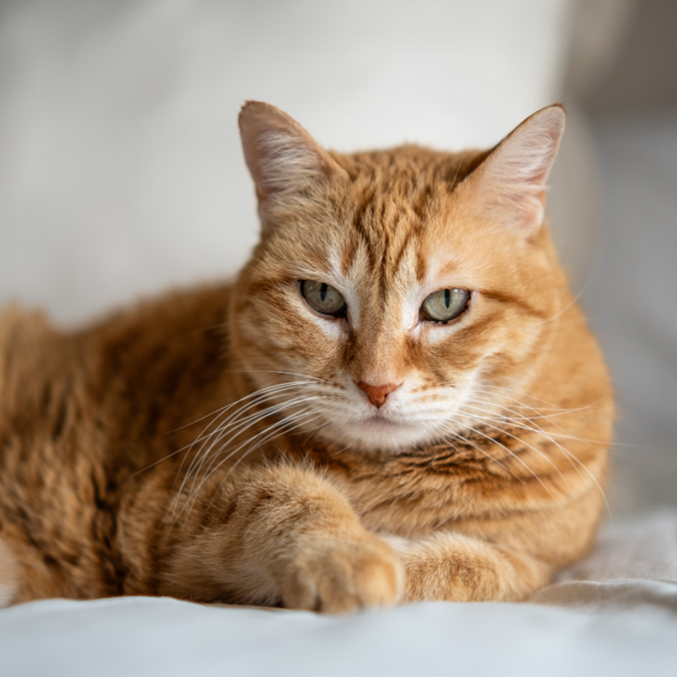 Safety and Aftercare Following Pregnancy Termination in Queen Cats