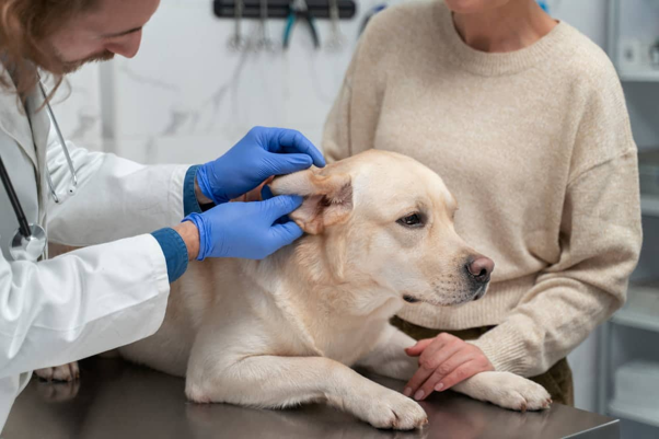 Chronic Canine Otitis: Recognising the Red Flags Before It Becomes End-Stage Ear Disease