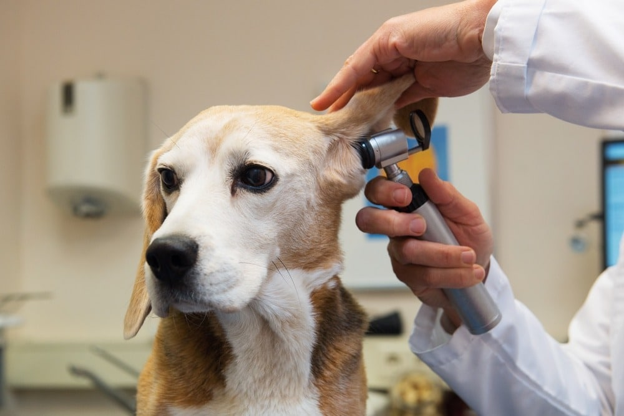 Chronic Canine Otitis: Is Culture Report Telling the Whole Story?