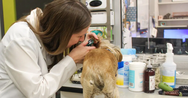 Is Every Ear Infection Really an Infection? Understanding Dysbiosis in Canine Otitis