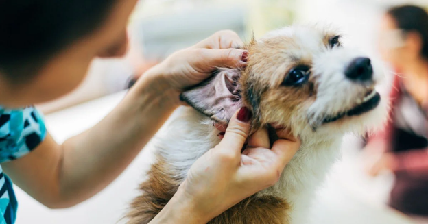 Beyond Antibiotics: Why Preserving the Ear Microbiome May Improve Long-Term Otitis Outcomes