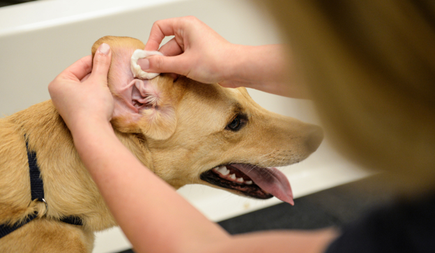 Stop Treating the Ear Alone: Finding the Primary Cause Behind Recurrent Canine Otitis