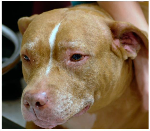 Allergic Otitis in Dogs: Why Recurrent Ear Infections Are Often a Sign of Underlying Allergy